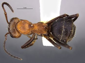 Media type: image;   Entomology 34622 Aspect: habitus dorsal view